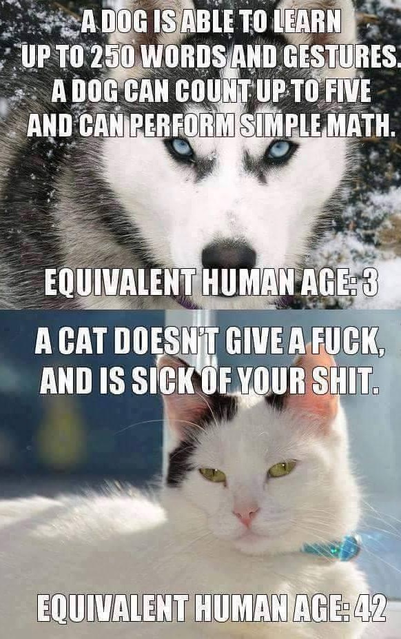 cat vs dog meme - Adog Is Able To Learn Up To 250 Words And Gestures. A Dog Can Count Up To Five And Can Perform Simple Math. Equivalent Human Age 3 A Cat Doesnt Give A Fuck, And Is Sick Of Your Shit. Equivalent Humanage42