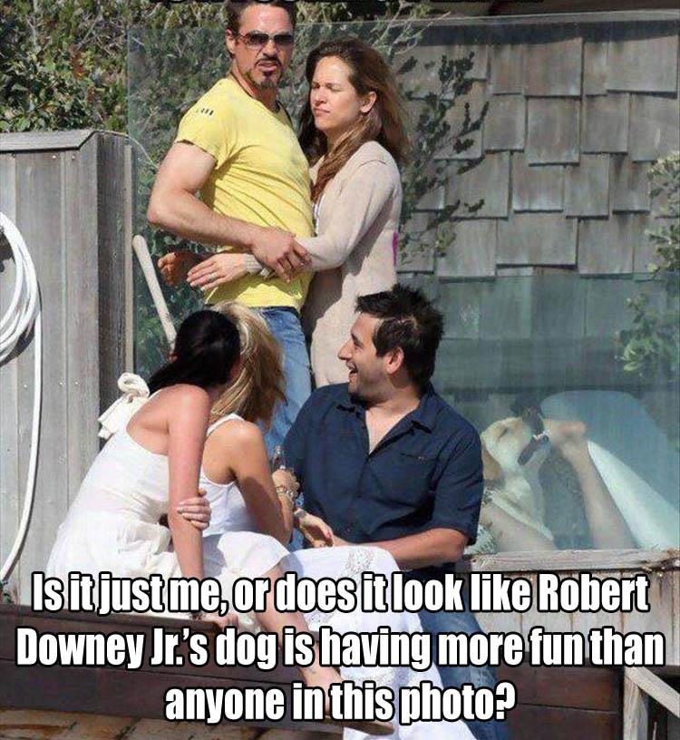 robert downey jr dog - sitjustme, or does it look Robert Downey Jr.'s dog is having more fun than anyone in this photo?