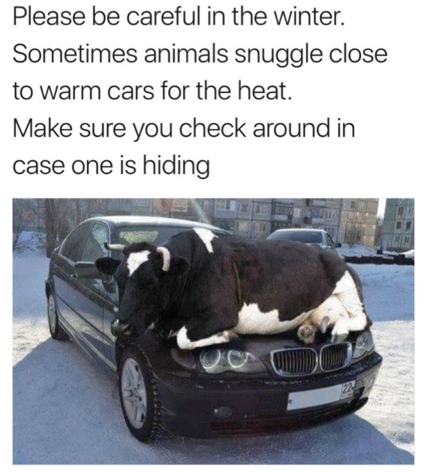 cars with horns on the hood - Please be careful in the winter. Sometimes animals snuggle close to warm cars for the heat. Make sure you check around in case one is hiding