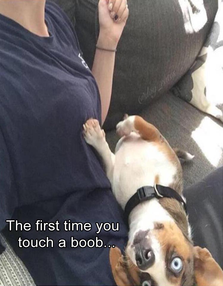 Dog shows that typical expression of the first time you touch a boob