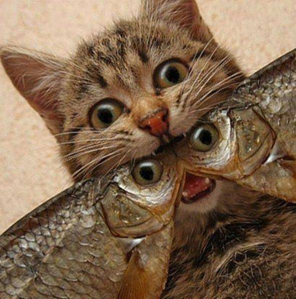 cat with fish in mouth - .