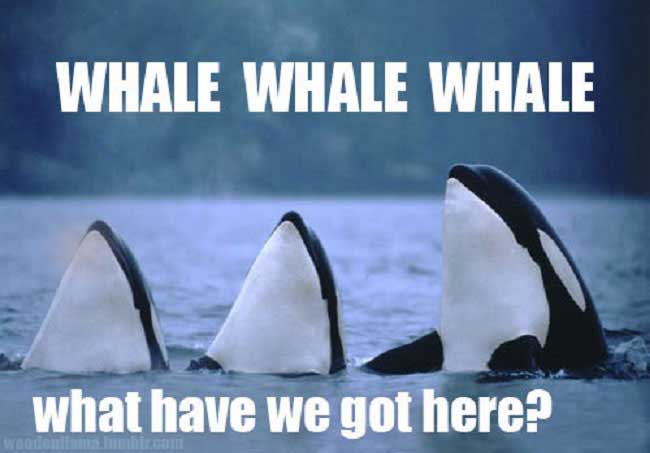 whale whale whale meme - Whale Whale Whale what have we got here