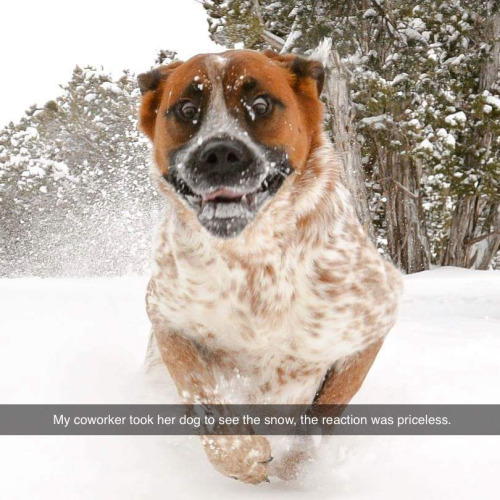 Meme - My coworker took her dog to see the snow, the reaction was priceless.