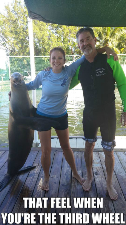 look on that seals face - MemeCenter That Feel When You'Re The Third Wheel