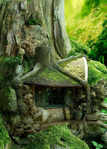house in tree roots