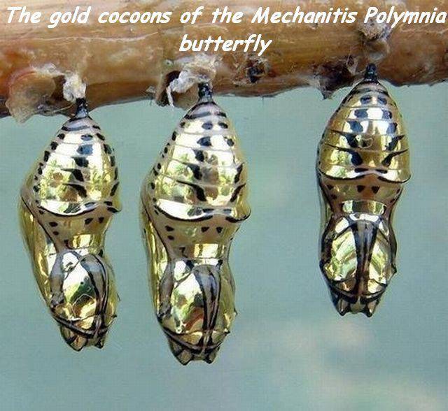 mechanitis polymnia - The gold cocoons of the Mechanitis Polymnia butterfly