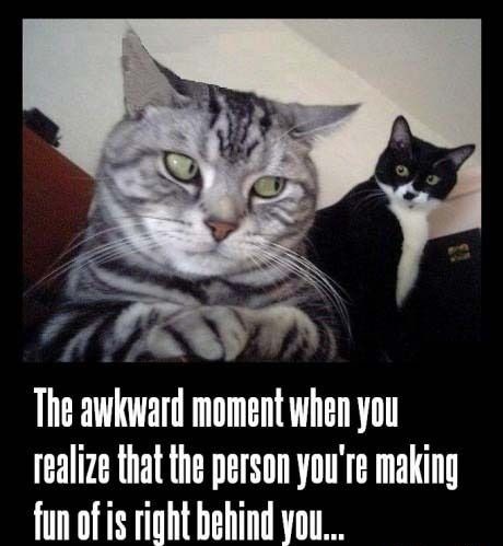 funny cat memes - The awkward moment when you realize that the person you're making fun of is right behind you...