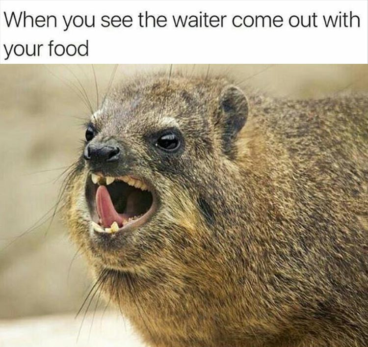 hyrax animal - When you see the waiter come out with your food