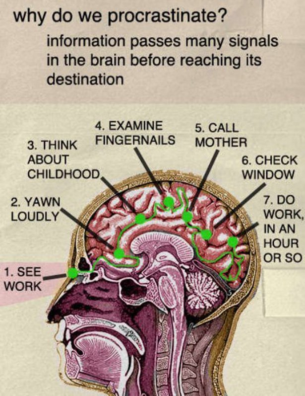 my hobby is my brain - why do we procrastinate? information passes many signals in the brain before reaching its destination 4. Examine 5. Call 3. Think Fingernails Mother About 6. Check Childhood Window 2. Yawn Loudly 7. Do Work, In An Hour Or So 1. See 