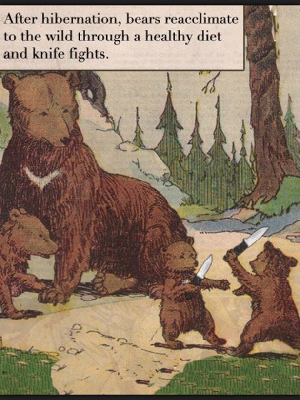 bears knife fighting - After hibernation, bears reacclimate to the wild through a healthy diet and knife fights.