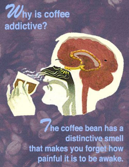 fake science - Why is coffee addictive? he coffee bean has a distinctive smell that makes you forget how painful it is to be awake.