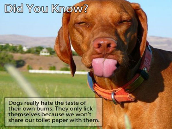 funny vizsla - Did You Know? Dogs really hate the taste of their own bums. They only lick themselves because we won't our toilet paper with them.