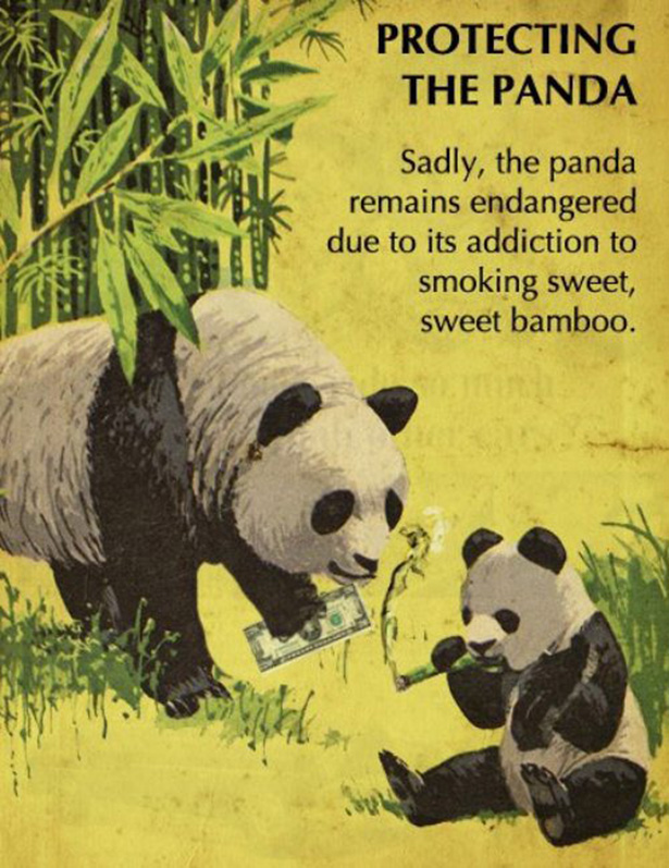 panda smoking weed - S Protecting The Panda Sadly, the panda remains endangered due to its addiction to smoking sweet, sweet bamboo.