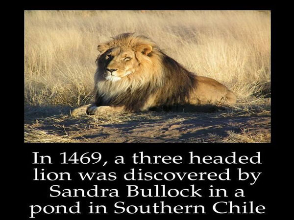 african lion - In 1469, a three headed lion was discovered by Sandra Bullock in a pond in Southern Chile