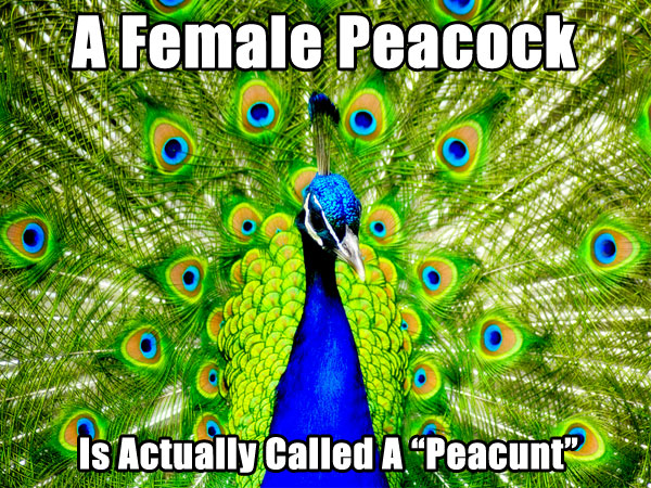 funny peacock meme - A Female Peacock Is Actually called A Peacunt