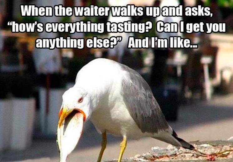 funny seagull memes - When the waiter walks up and asks, "how's everything tasting? Canl get you anything else? And I'm ...