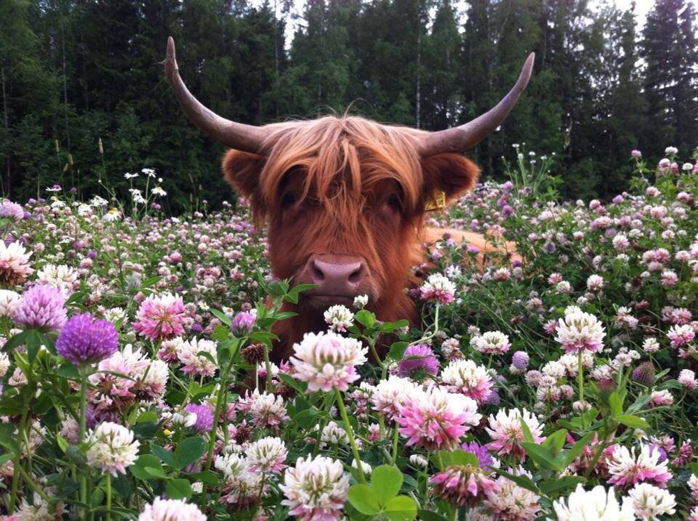 highland cow in flowers