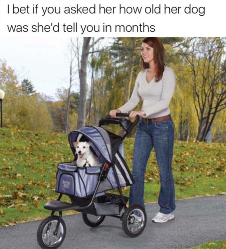 meme - dog stroller funny - I bet if you asked her how old her dog was she'd tell you in months