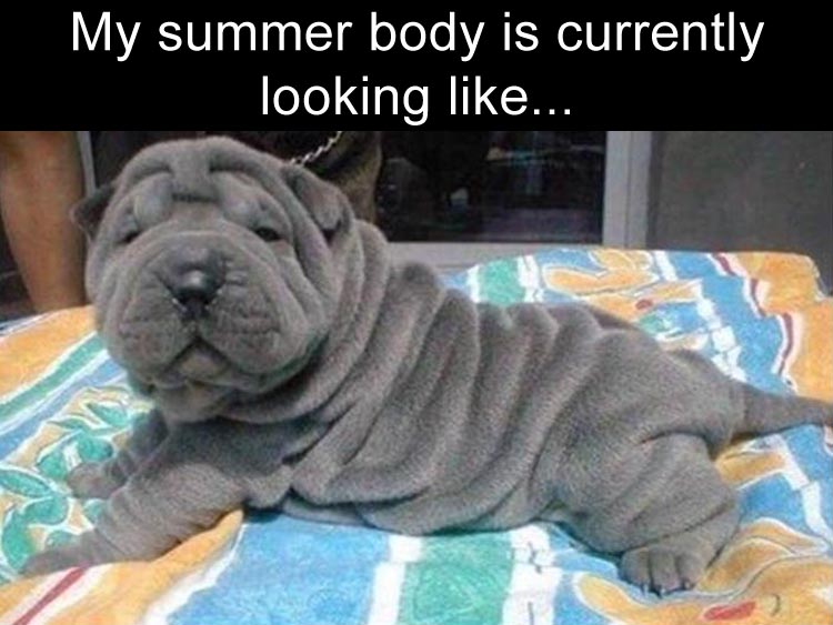 meme - shar pei grey puppy - My summer body is currently looking ...