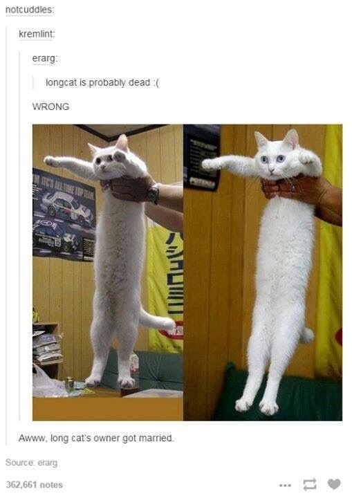 tumblr - long cat - notcuddles kremlint erarg longcat is probably dead Wrong Wis Hiltme Jupe Os Win Awww, long cat's owner got married. Source erarg 362,661 notes
