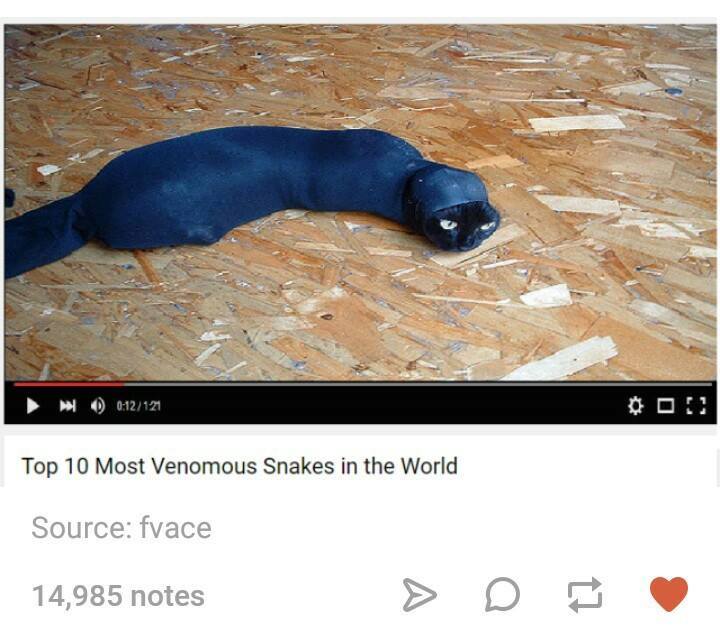 tumblr - snake cat - 121 Top 10 Most Venomous Snakes in the World Source fvace 14,985 notes