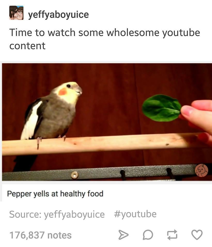 tumblr - wholesome content - yeffyaboyuice Time to watch some wholesome youtube content Pepper yells at healthy food Source yeffyaboyuice 176,837 notes > D