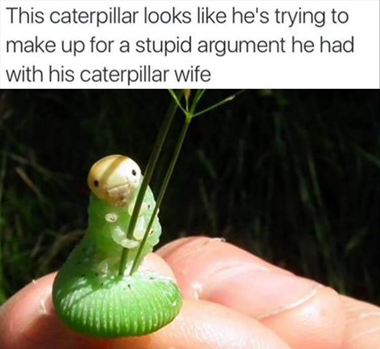 caterpillar meme - This caterpillar looks he's trying to make up for a stupid argument he had with his caterpillar wife