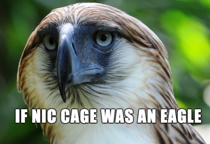 eagle that looks like nicolas cage - If Nic Cage Was An Eagle
