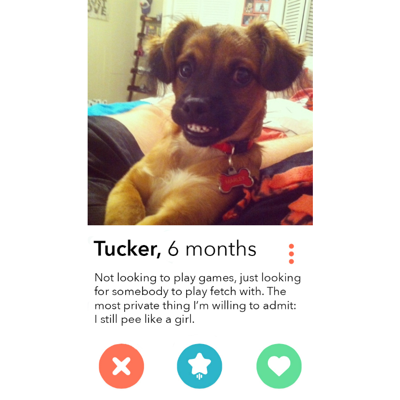 If Animals Could Tinder! - Gallery