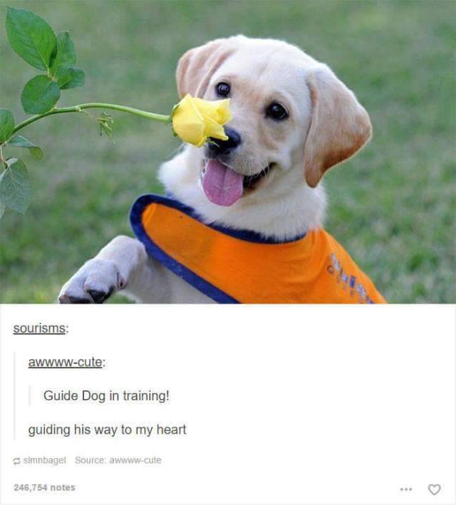 tumblr - guide dogs - sourisms awwwwcute Guide Dog in training! guiding his way to my heart slmnbagel Source awwwwcute 246,754 notes