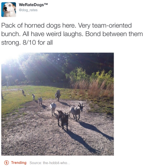 tumblr - goats - WeRateDogs Pack of horned dogs here. Very teamoriented bunch. All have weird laughs. Bond between them strong. 810 for all Trending Source thehobbitwho...