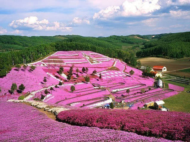 cool pic shibazakura flowers takinoue park - 1