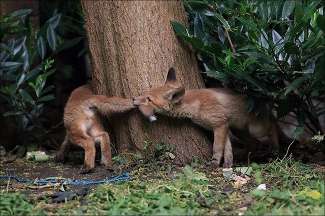 cool pic fox biting own tail