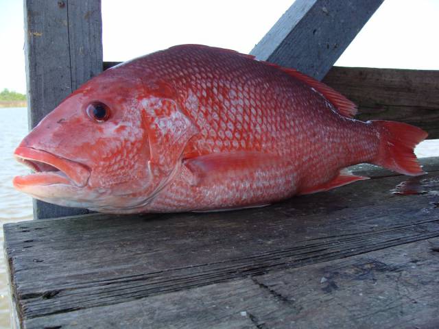 Red snapper

According to an expert involved in DNA species testing, 94% of the time you order fish labeled red snapper, it is actually a different fish.

A rule of thumb: If the fish is expensive and you haven't seen it displayed whole, there's a good chance it's an imitation. And even then, it's hard to differentiate between wild-caught and farmed fish.