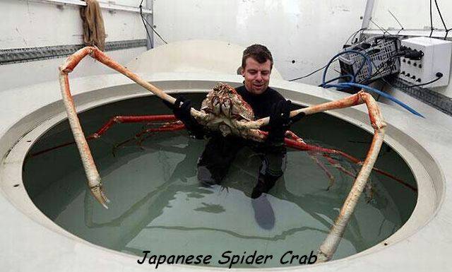 random pic biggest crab - Japanese Spider Crab