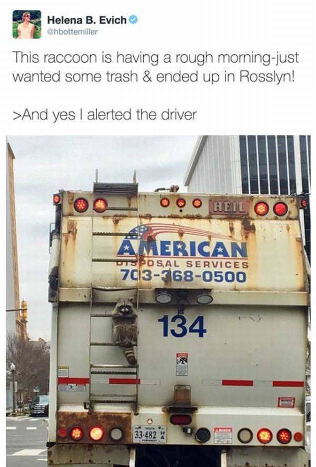 random pic trash panda garbage truck meme - Helena B. Evich Chbottemiller This raccoon is having a rough morningjust wanted some trash & ended up in Rosslyn! >And yes I alerted the driver Ooo Heil Oo American Otsposal Services 7033680500 134