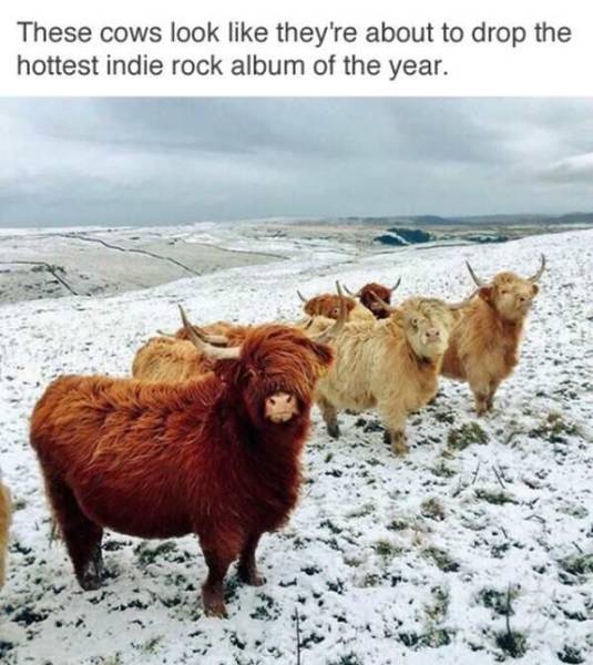 random pic animals that look like band - These cows look they're about to drop the hottest indie rock album of the year.