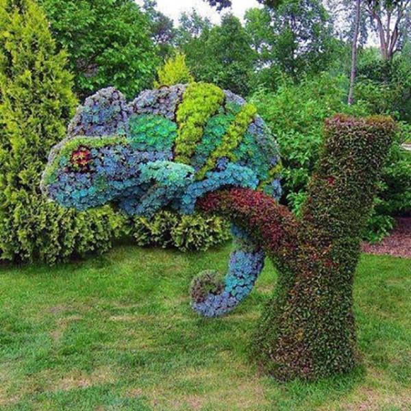 chameleon topiary