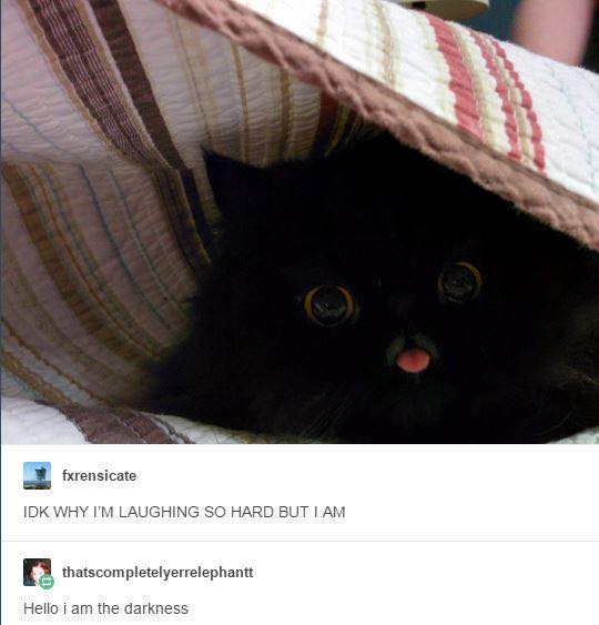 black cat tumblr cute - fxrensicate Idk Why I'M Laughing So Hard But I Am thatscompletelyerrelephantt Hello i am the darkness
