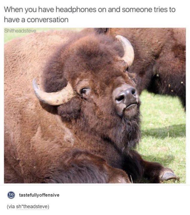bison - When you have headphones on and someone tries to have a conversation Shitheadsteve to tastefullyoffensive via shtheadsteve