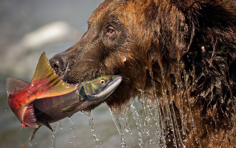 bear holding fish in its mouth