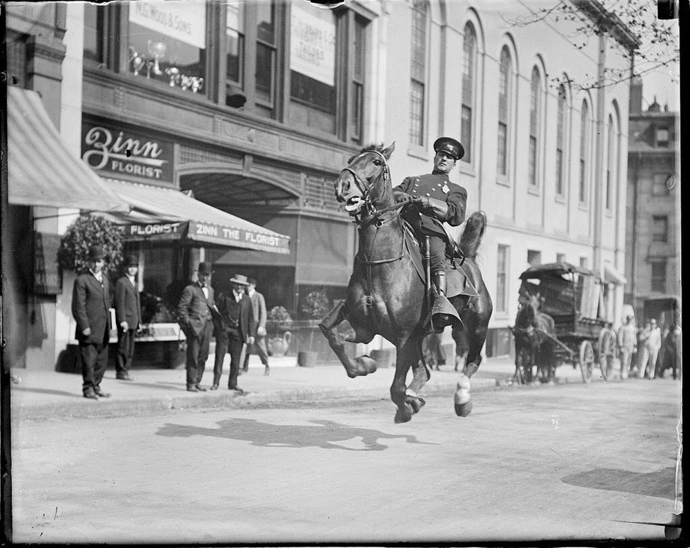 mounted police boston - On Florist Floristzinn The