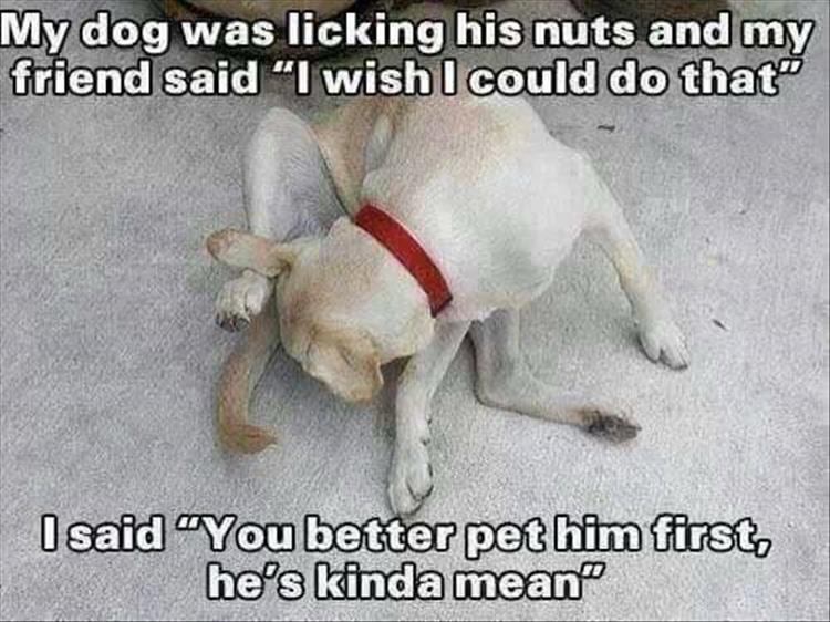 work meme about licking a dog's nuts