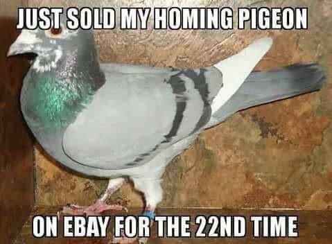 work meme about selling a pigeon that keeps coming back