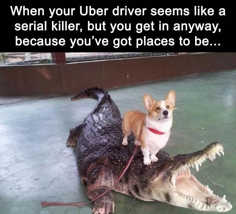 work meme about dangerous looking uber drivers with dog riding an alligator's back