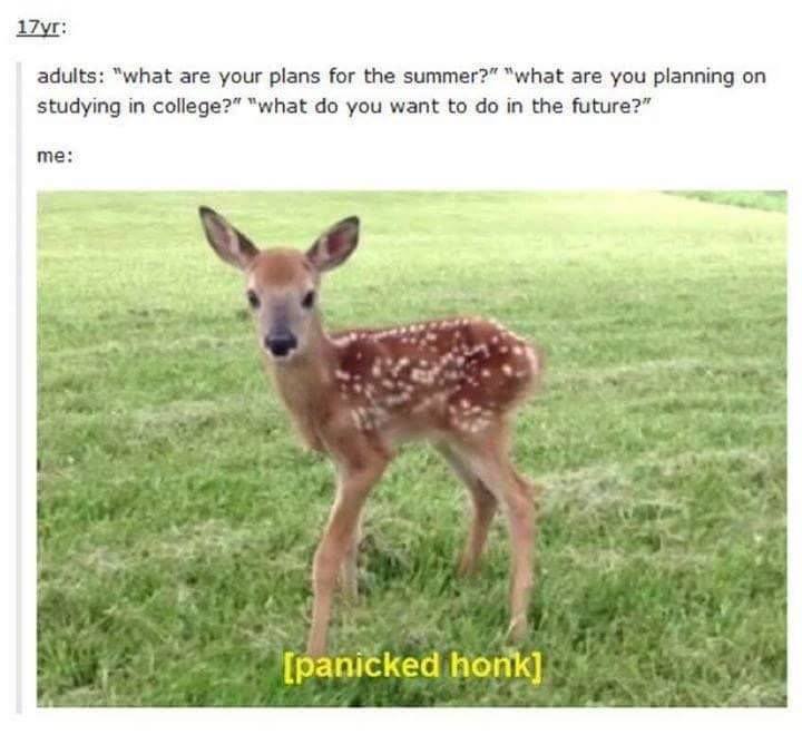 panicked honk deer - 17yr adults "what are your plans for the summer?" "what are you planning on studying in college?" "what do you want to do in the future?" me panicked honk