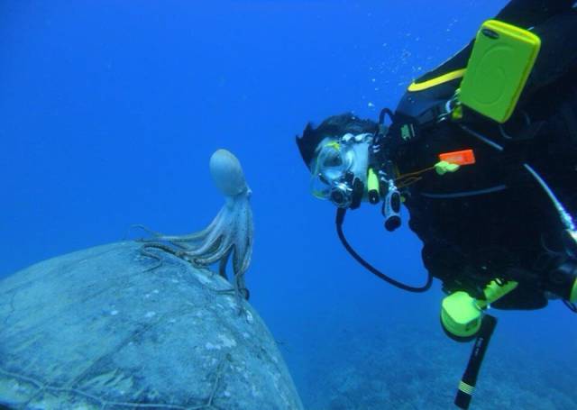 octopus riding sea turtle