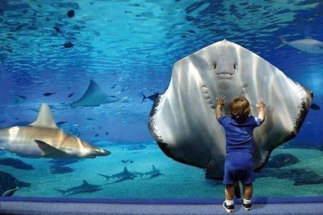 aquarium stingray