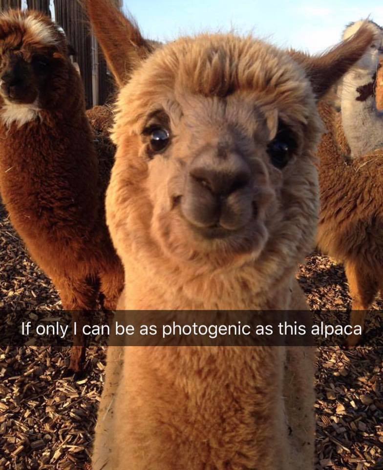 memes - photogenic alpaca meme - If only I can be as photogenic as this alpaca