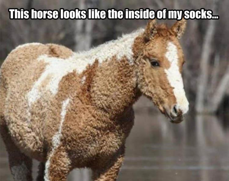 memes - bashkir curly - This horse looks the inside of my socks...